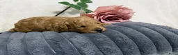 Toy Poodle dogs for sale: Stunning toy poodle puppies  - Advert 17