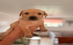 Labrador Retriever dogs for sale: Beautiful litter of Labradors - Image 3