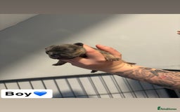 French Bulldog dogs for sale: The final 3 Kc registered French Bulldogs🐾 - Image 5