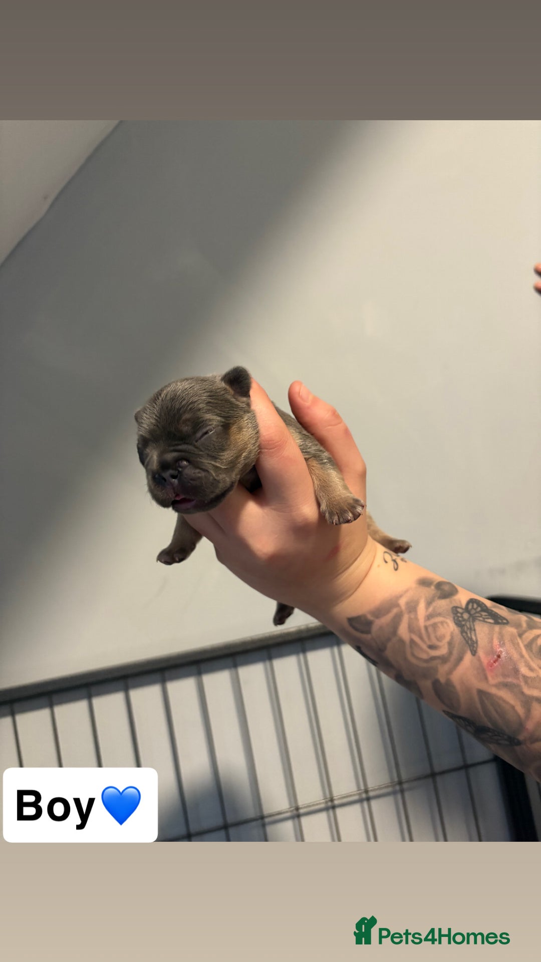 French Bulldog dogs for sale: The final 3 Kc registered French Bulldogs🐾 - Image 5