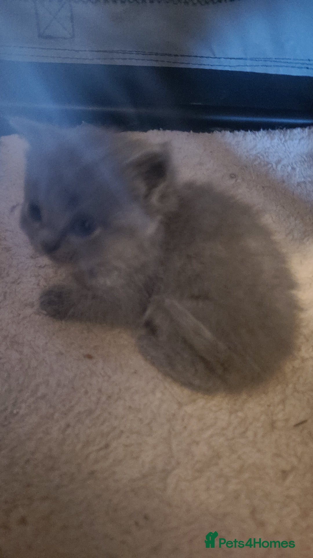 Scottish Fold cats for sale: 4 Scottish Fold kittens with mother - Image 13