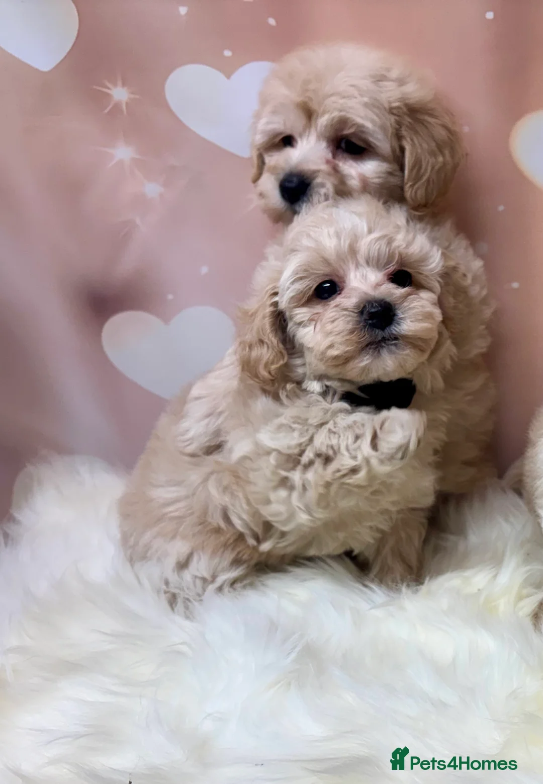 Maltipoo dogs for sale: Adorable Toy F1 DNA Tested Parents  - Advert 9