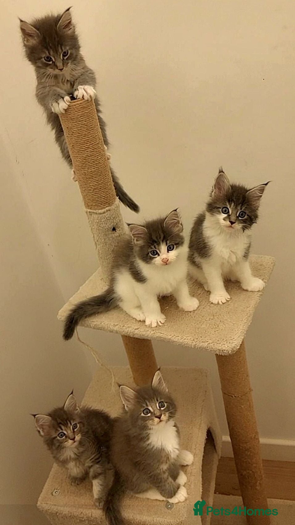 Maine Coon cats Beautiful Maine Coon Kittens – Ready at 11 Weeks!  - Advert 17