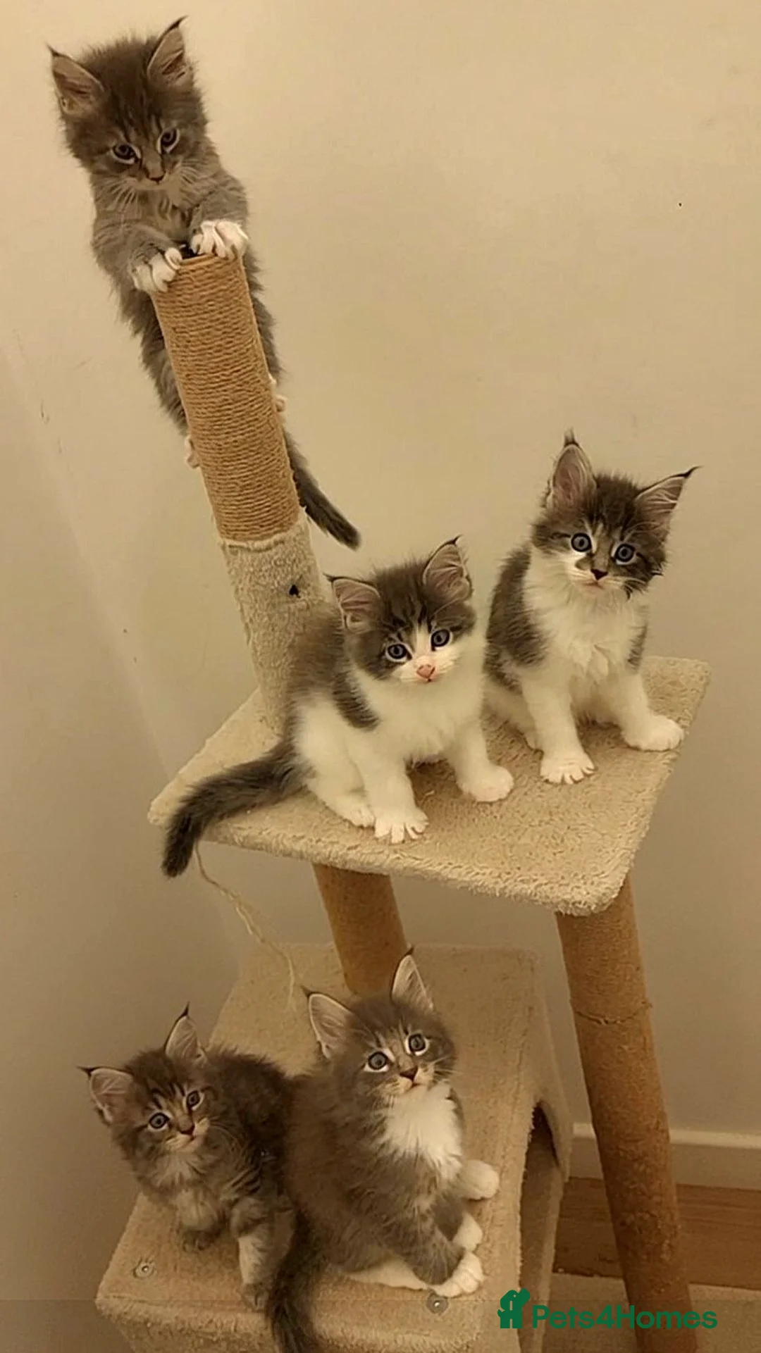 Maine Coon cats for sale: Beautiful Maine Coon Kittens – Ready at 11 Weeks!  - Advert 1