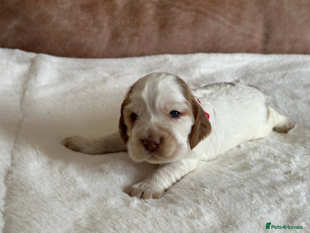 Cocker Spaniel dogs for sale: Extensively Health Tested KC Reg Puppies  - Image 9