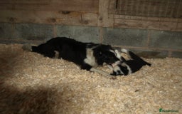 Border Collie dogs for sale: Border Collie puppies  - Image 6