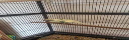 Parakeets birds for sale: Kakariki- breeding pair - Advert 3