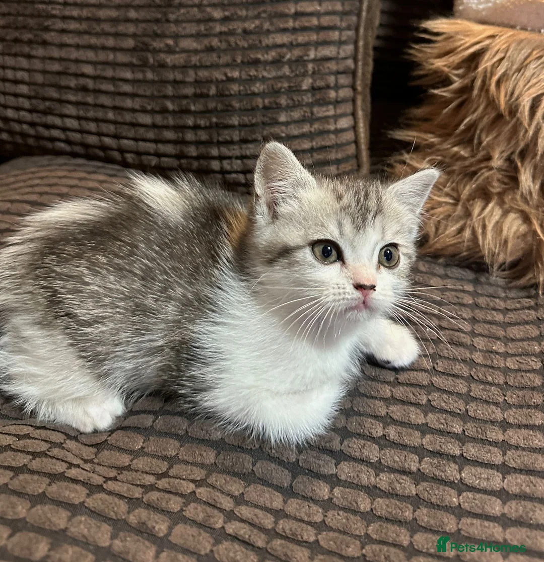 Manx cats for sale: RELISTED Manx x Persian kittens - Advert 7