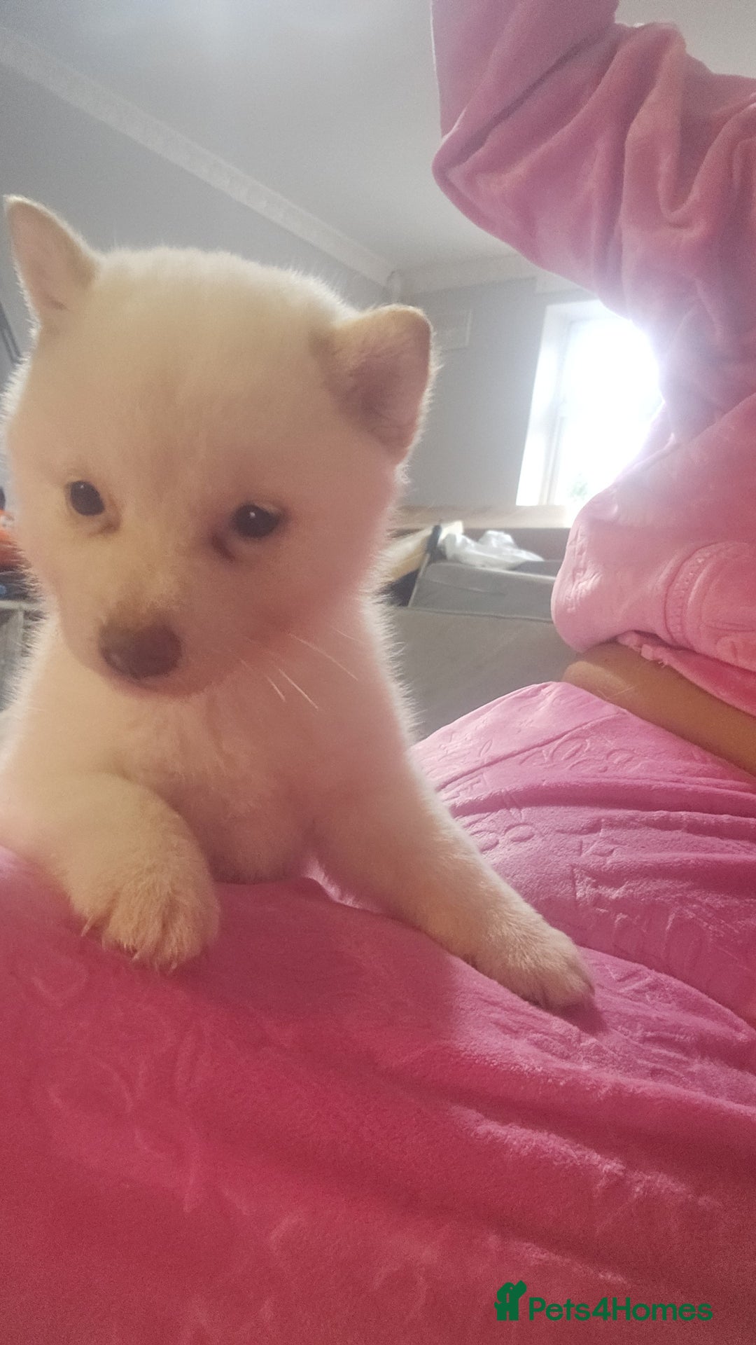 Japanese Shiba Inu dogs for sale: Japanese shiba Inu Puppy  - Advert 4