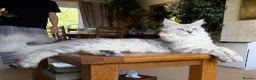 Maine Coon cats for sale: XXL kittens Tica ❤️ - Advert 8