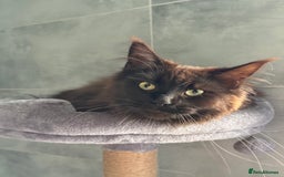 Maine Coon cats for sale: chocolate maine coon (coa coa)  - Image 5