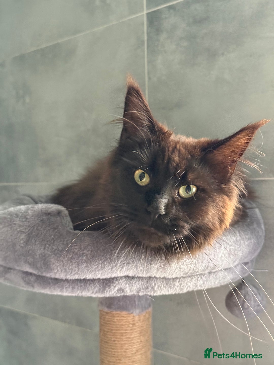 Maine Coon cats for sale: chocolate maine coon (coa coa)  - Image 5