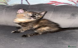 Mixed Breed cats for sale: 4 beautiful girls - Image 3