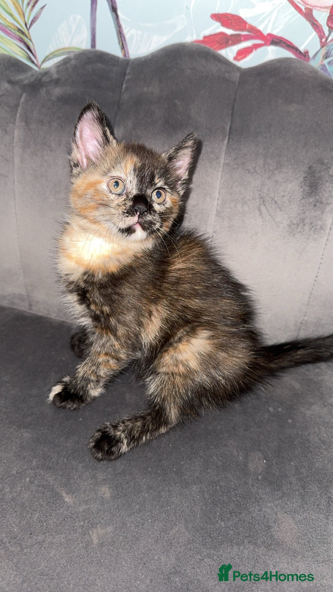 Mixed Breed cats for sale: 4 beautiful girls - Image 3