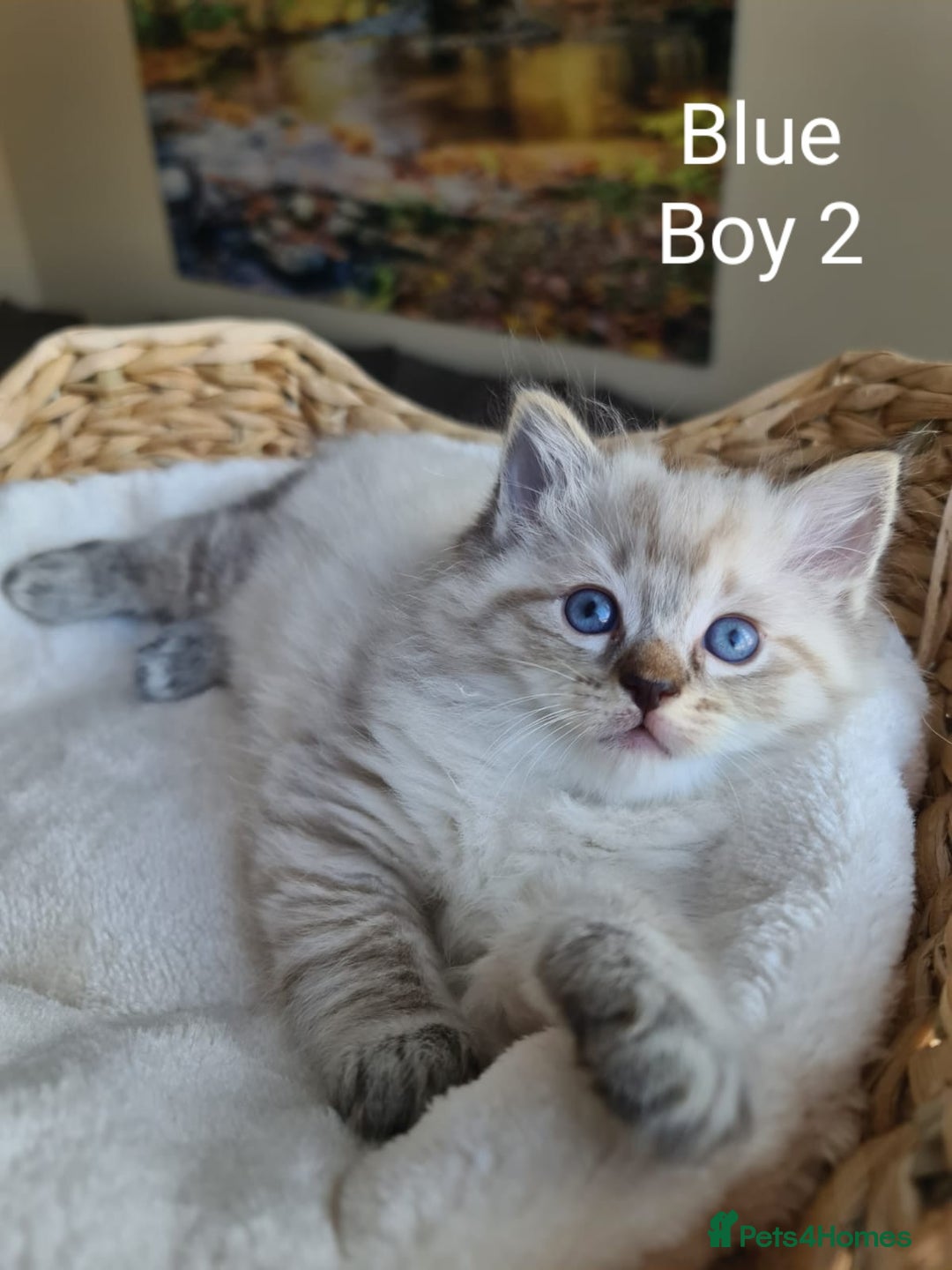 Ragdoll cats for sale: VERY BEAUTIFUL RAGDOLL KITTENS  - Image 11