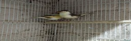 Canaries birds for sale: Canary's, green finch, silver, jarva sparrows  - Advert 2