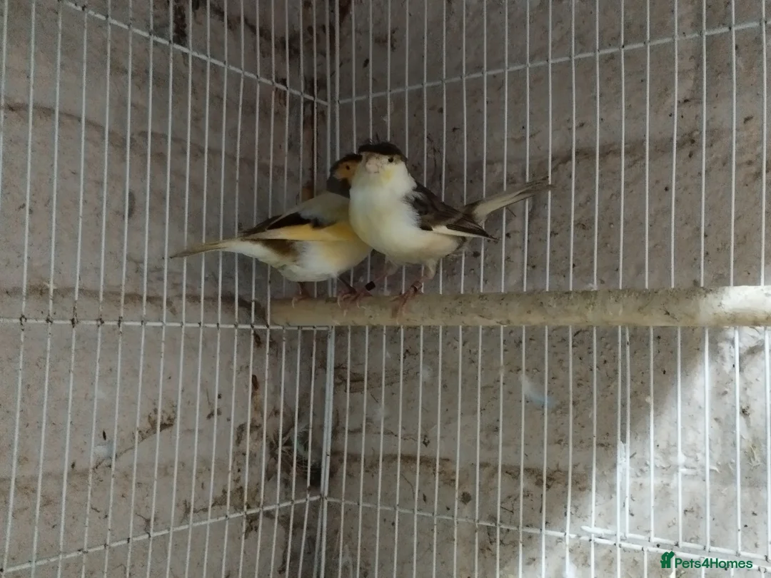 Canaries birds for sale: Canary's, green finch, silver, jarva sparrows  - Advert 2