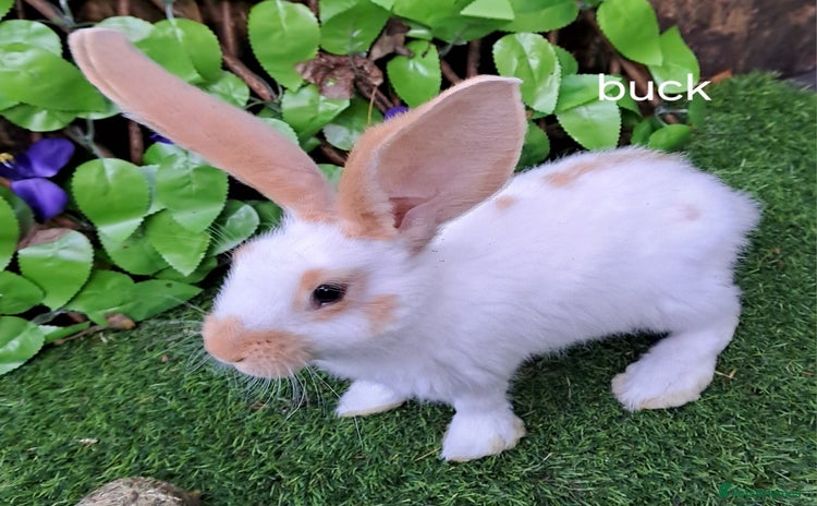 Giant Papillon rabbits Pure Giant Papillon Kits - Vaccinated - RESERVE - Advert 1