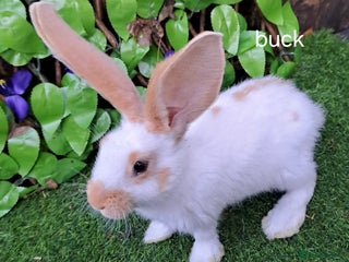 Giant Papillon rabbits Pure Giant Papillon Kits - Vaccinated - RESERVE - Advert 4