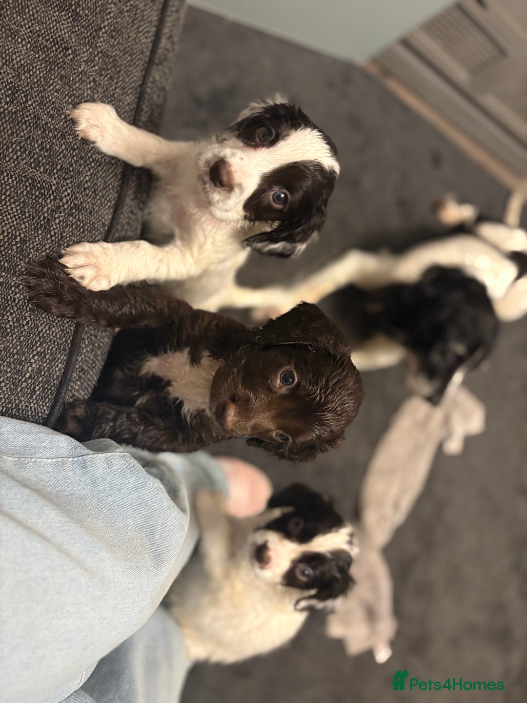 Sproodle dogs for sale: Beautiful Sproodle pups for sale  - Image 1