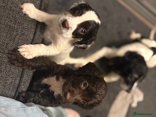 Sproodle dogs for sale - Advert 1