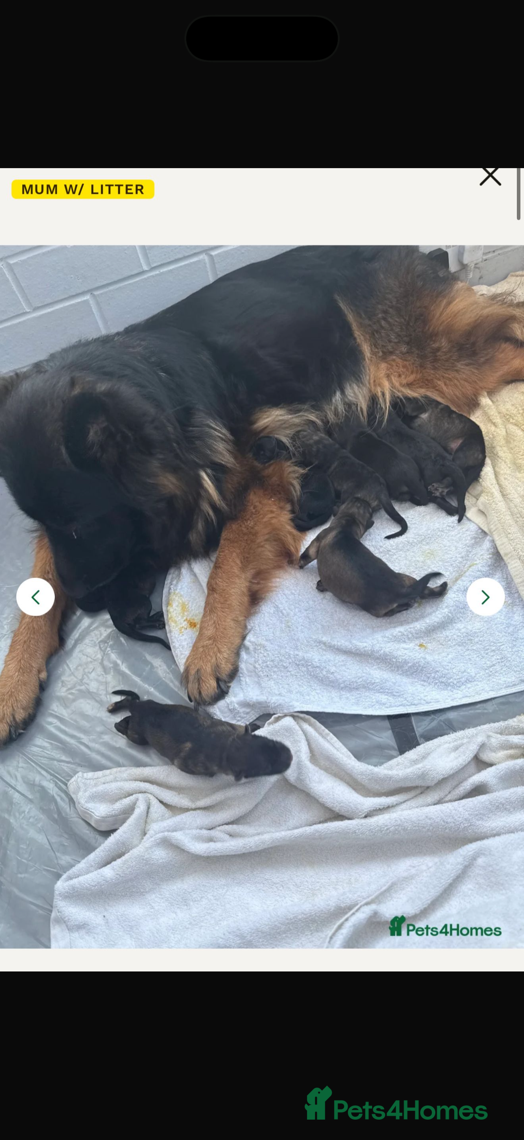 German Shepherd dogs for sale: 2 German Shepard puppies  - Image 1