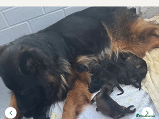 German Shepherd dogs for sale - Advert 1