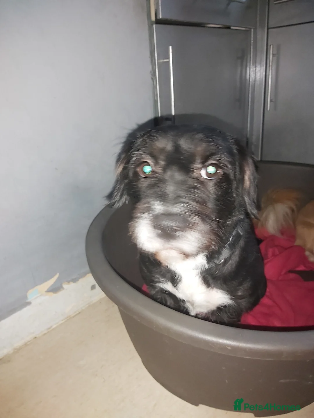 Mixed Breed dogs for sale: Boxer x poodle - Advert 2