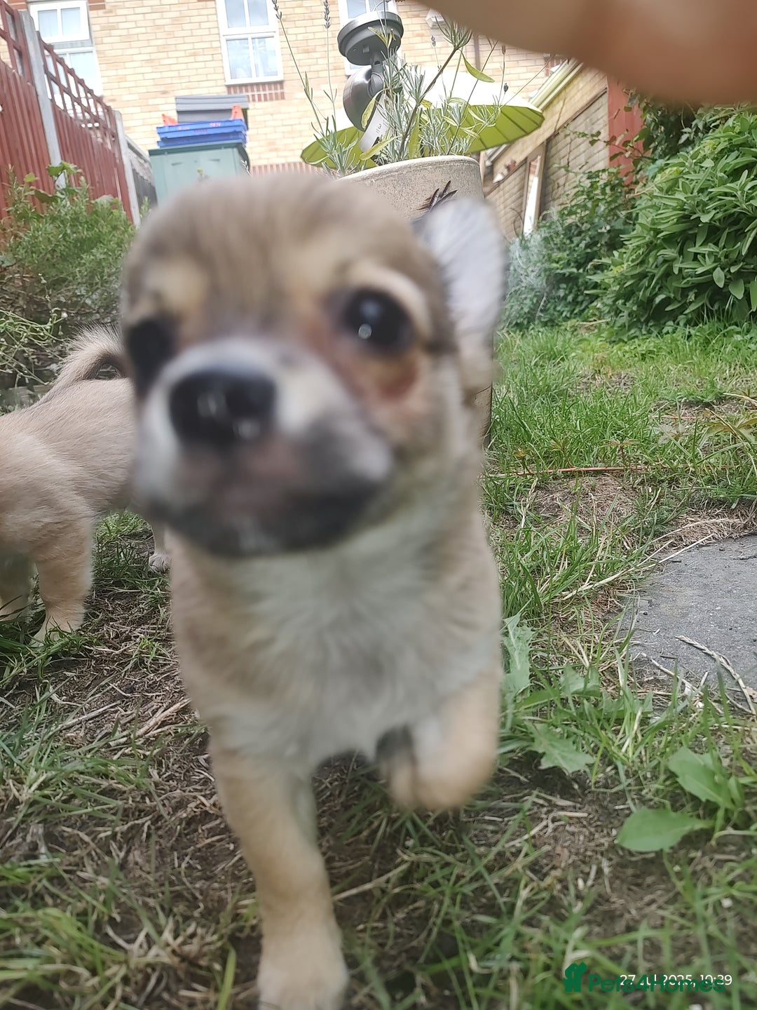 Chihuahua dogs for sale: Adorable Loving hand reared ready now Chihuahuas - Image 6