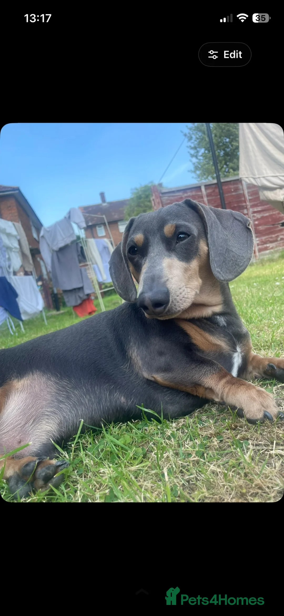 Miniature Dachshund dogs for stud: Blue miniature daschund  in Leeds - Advert 1
