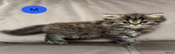 Persian cats for sale: Beautiful fluffy Persian kittens, PKD clear - Advert 10