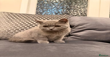 British Shorthair cats Last GCCF  Active British Shorthair female left - Advert 9