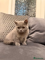 British Shorthair cats Last GCCF Active British Shorthair female left - Advert 9
