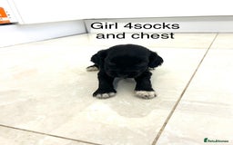 Cockapoo dogs for sale: Beautiful cockapoos  - Image 19