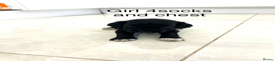 Girl 4 socks and chest 