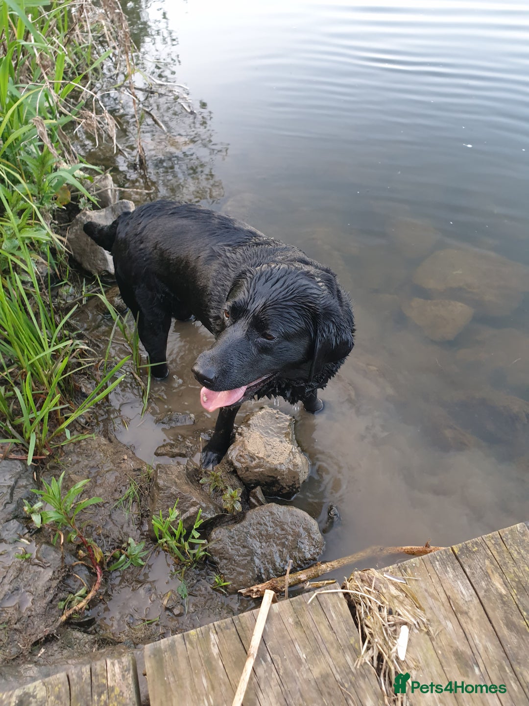 Labrador Retriever dogs for sale: Healthy Labrador Puppies Looking for Forever Homes - Advert 6