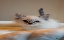 Siberian cats for sale: Hypoallergenic Siberian Neva Kittens Blue eyes - Image 4