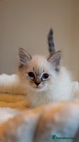 Siberian cats - Advert 9