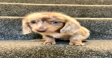 Miniature Dachshund dogs - Advert 2