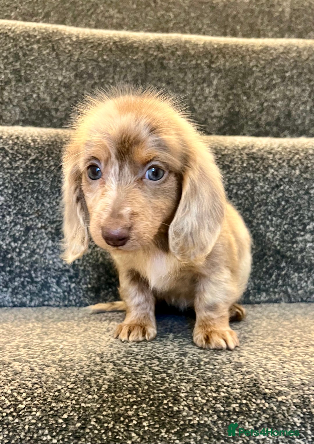 Miniature Dachshund dogs for sale: Miniature dachshund pups - Image 2