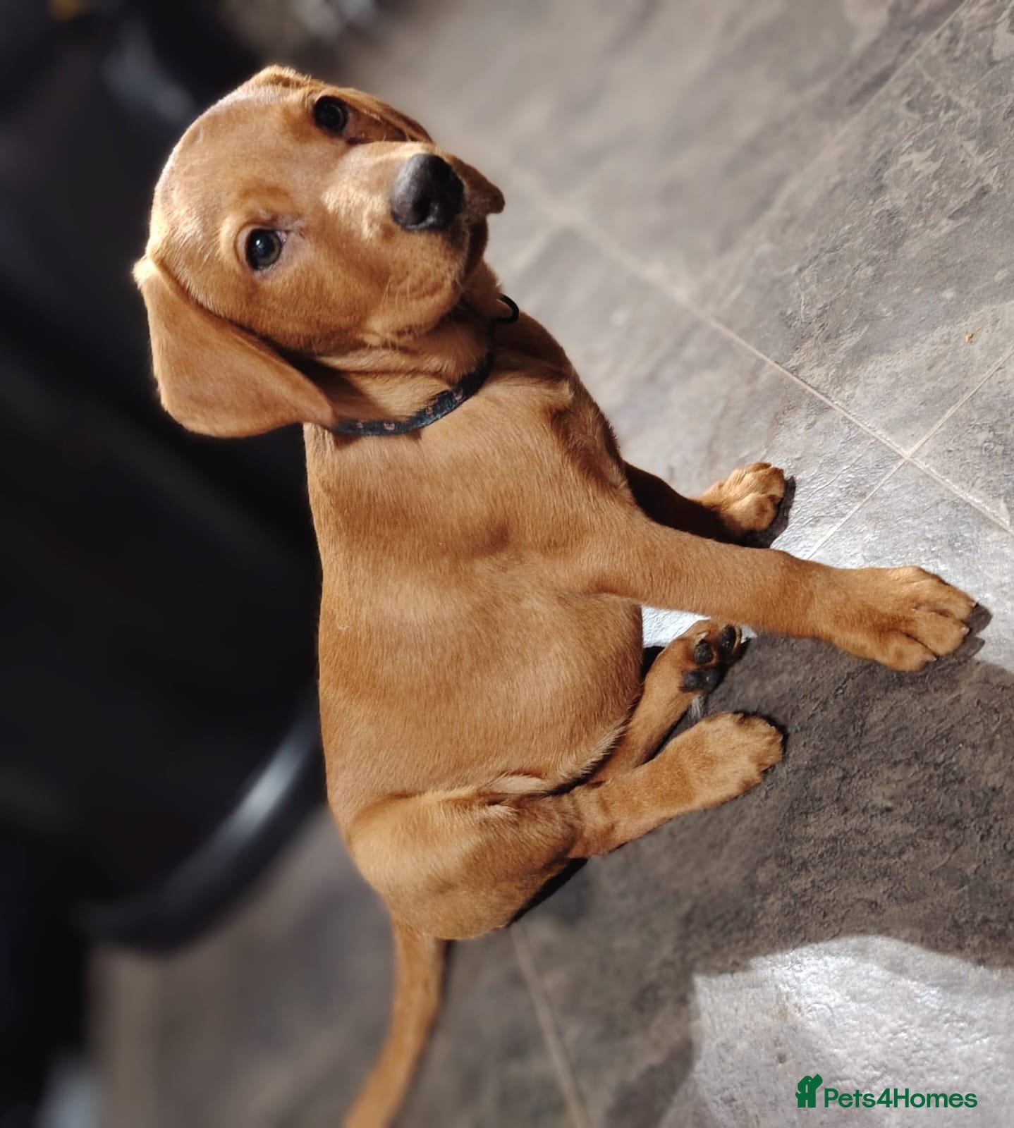 Labrador Retriever dogs Ready/vet checked Fox Red Pups - Advert 3