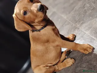 Labrador Retriever dogs Ready/vet checked Fox Red Pups - Advert 3