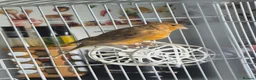 Mixed Breed birds for sale: Cannry 30  and cannry and  cage 50 - Advert 5