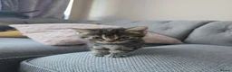 Russian Blue cats for sale: Adorable kittens for sale  - Advert 8