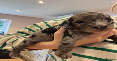 Schnoodle dogs - Advert 14