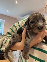 Schnoodle dogs - Advert 10