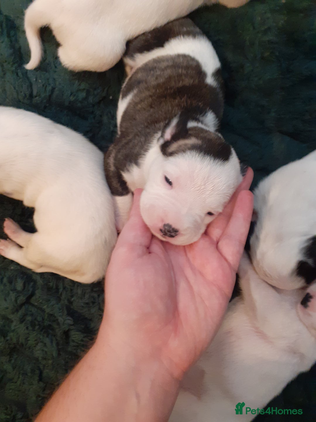 Mixed Breed dogs for sale: American Bulldog puppies - Image 2