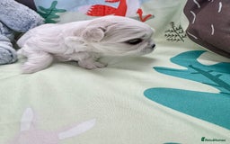 Maltese dogs for sale: 🌟Maltedoll Tiny Korean Maltese KC Reg🌟 - Image 11