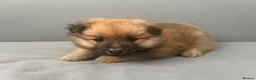 Pomeranian dogs for sale: Pomeranian puppies for sale  - Advert 12