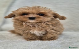 Maltipoo dogs for sale: Beautiful Teddy Bear Asian/Korean Maltipoo Puppy - Image 4